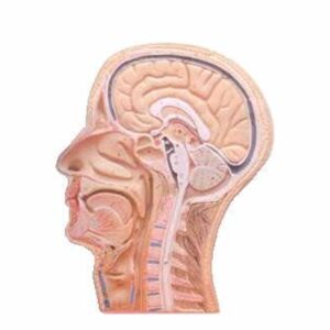 Human Head and Neck L. S.