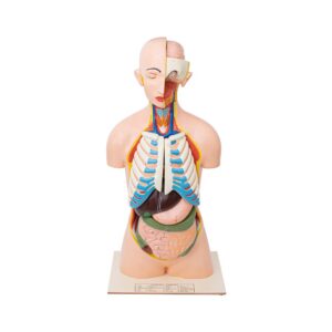 Human Torso with Head