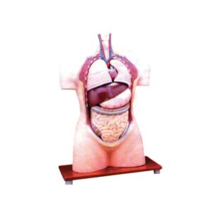 Human Torso, without Head, Half Size