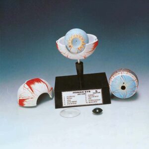 Human Eye, 3 Times Enlarged