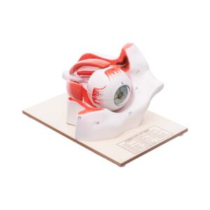 Human Eye in Bony Orbit