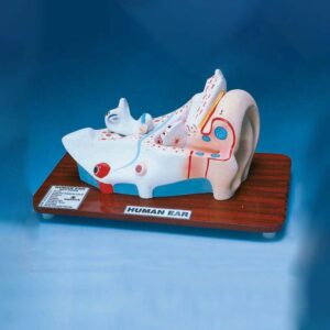 Human Ear, Enlarged, 2 Parts