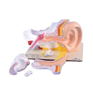 Human Ear, 6 Parts