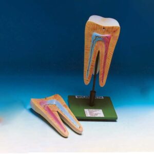 Human Tooth, Molar
