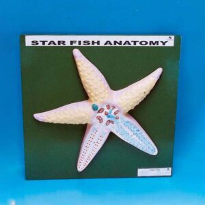 Anatomy of Starfish