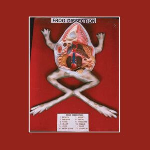 Frog Dissection