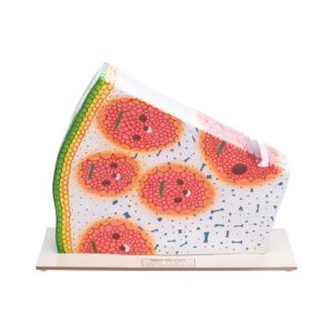 Monocot Stem Anatomy T.S & L.S