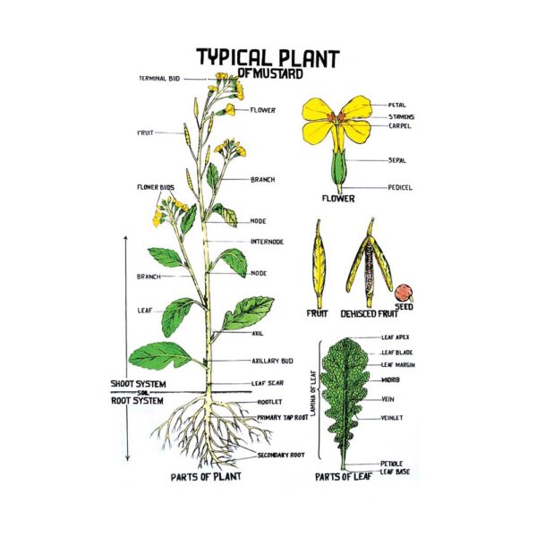 Botany Charts, Polyart - 1 - Supertek Edu